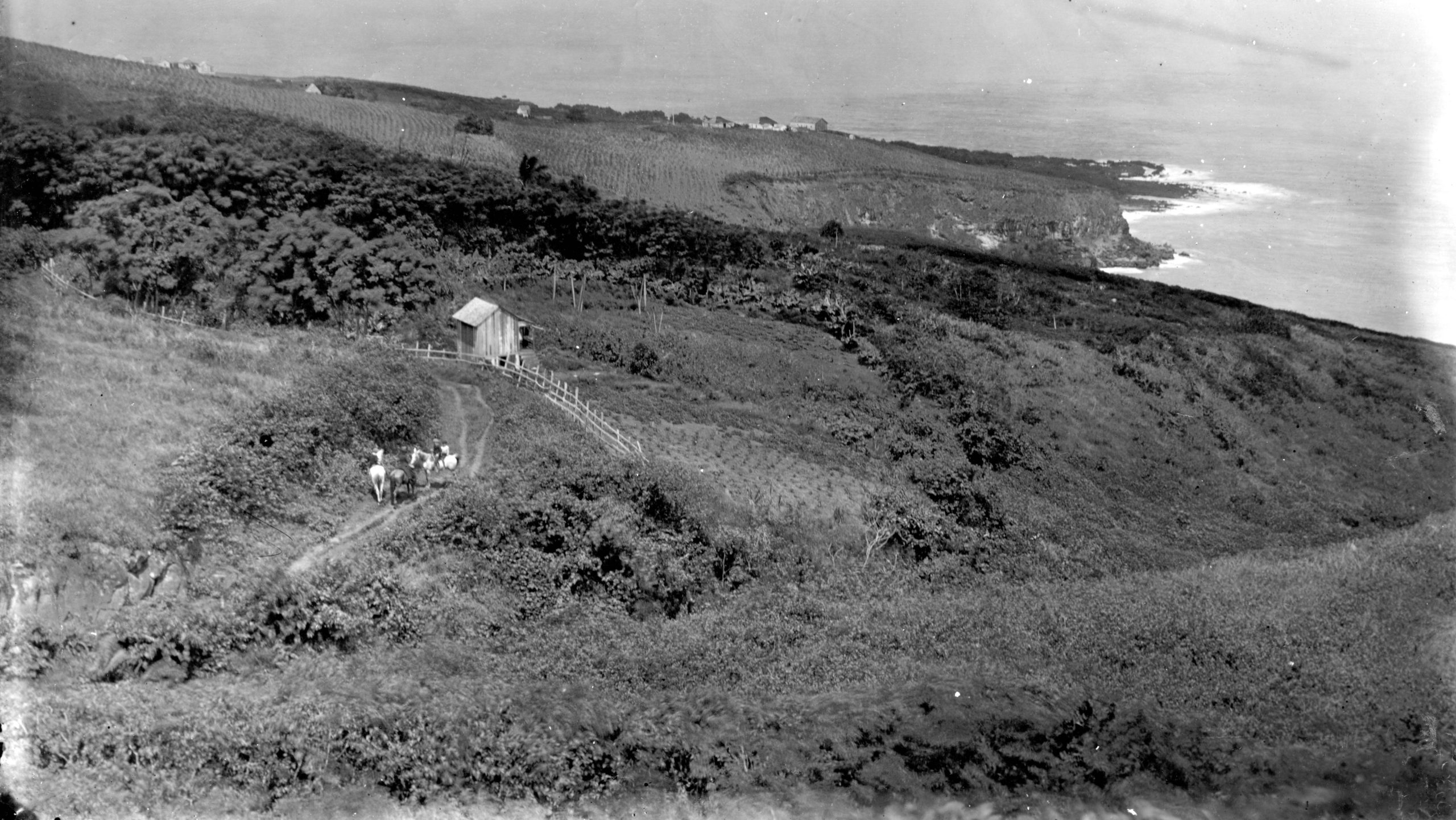 mu'olea point 1888 hedemann-reduced