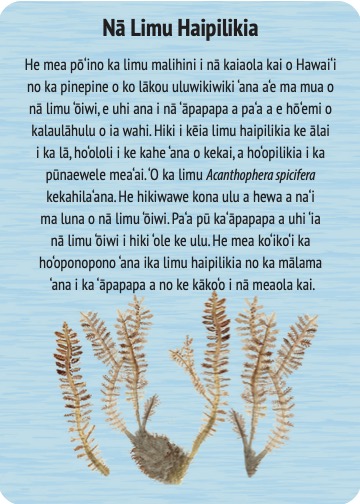cards.special.haipilikia